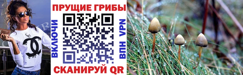 кракен ССЫЛКА  Завитинск  Галлюциногенные грибы Magic Shrooms 